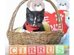 Adopt Cirrus a Domestic Short Hair