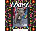 Adopt Ebano a Pit Bull Terrier, Cane Corso