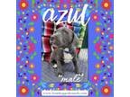 Adopt Azul a Pit Bull Terrier, Cane Corso