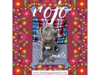 Adopt Rojo a Pit Bull Terrier, Cane Corso