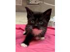 Adopt HERSHEY a Domestic Short Hair