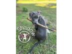 Adopt Shadow the Gorgeous Family Dog a Pit Bull Terrier, Weimaraner