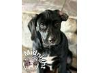 Adopt Midnight the Kid Cat Dog Friendly Family Dog a Pit Bull Terrier