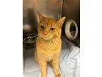 Adopt Houdini a Domestic Short Hair