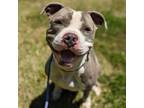 Adopt Castro a Pit Bull Terrier