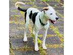 Adopt Finn a American Staffordshire Terrier