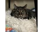 Adopt Newman a Domestic Medium Hair