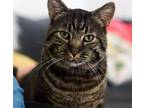 Adopt Barry a Domestic Short Hair