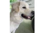 Adopt Marble a Great Pyrenees
