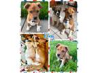 Adopt Kong a Mixed Breed