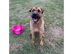 Adopt Bluto a Shar-Pei, Shepherd