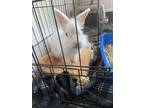 Adopt Casper a Angora Rabbit