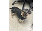 Adopt Little Bull - Stray Hold a Schnauzer, Yorkshire Terrier