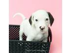 Adopt Snoopy a Beagle