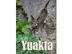 Adopt Yuakta a American Shorthair