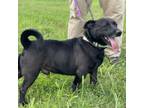 Adopt Nugget a Beagle, Black Labrador Retriever