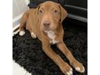 Adopt Jamison a Pit Bull Terrier, Mixed Breed
