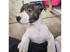 Adopt Kermit the frog a Terrier