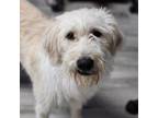 Adopt Railroad a Wirehaired Terrier