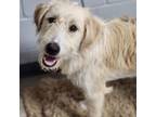 Adopt Train tracks a Wirehaired Terrier