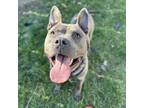 Adopt Ham Sandwich a American Staffordshire Terrier