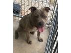 Adopt Kevin a Pit Bull Terrier