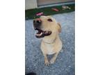 Adopt Loki (Redrock) a Yellow Labrador Retriever