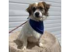 Adopt Thomas a Papillon