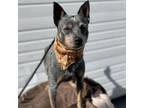 Adopt Max a Australian Cattle Dog / Blue Heeler