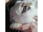 Adopt Bluey a Bunny Rabbit