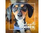Adopt Goober a Dachshund, Mixed Breed
