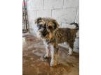 Adopt Stevie a Schnauzer