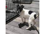 Adopt Frankie - 5lbs a Jack Russell Terrier, Mixed Breed