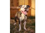 Adopt Maddock (Murdock) a Pit Bull Terrier