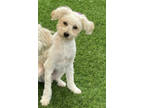 Adopt Cody a Poodle, Goldendoodle