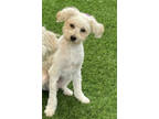 Adopt Cody a Poodle