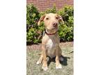 Adopt THOMAS a Labrador Retriever