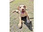 Adopt SAM a Labrador Retriever