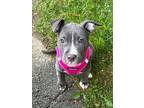 Adopt Mater a American Staffordshire Terrier