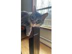 Adopt Kiki a Domestic Short Hair