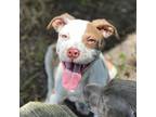 Adopt Motley a Pit Bull Terrier