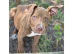 Adopt Crue a Pit Bull Terrier