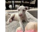 Adopt Rigatoni a Bull Terrier, Mixed Breed