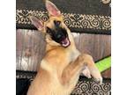 Adopt Chance - Alfredo a German Shepherd Dog, Mixed Breed