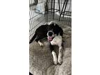 Adopt Clyde a Spaniel, Mixed Breed