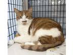 Adopt Moose a Domestic Short Hair