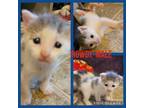Adopt Kitten 3 Rowdy a Domestic Short Hair