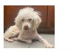 Adopt DEWEY a Poodle