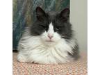 Adopt Howie a Domestic Long Hair