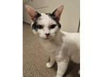 Adopt Drake a Domestic Short Hair